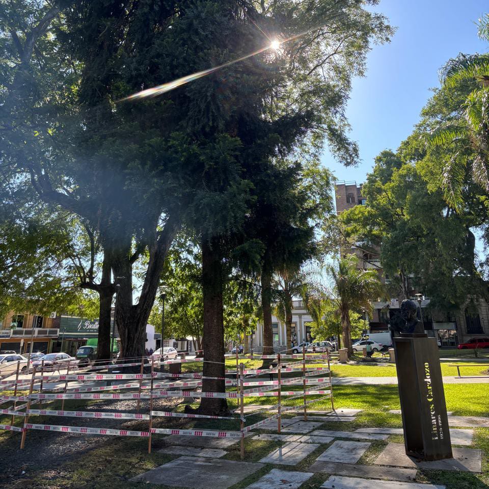 Precaución en la plaza principal por caída natural de frutos de araucaria